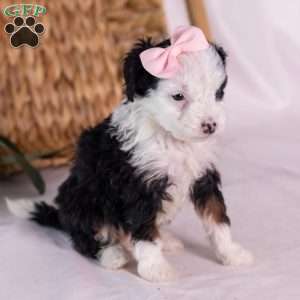 Kim, Mini Bernedoodle Puppy